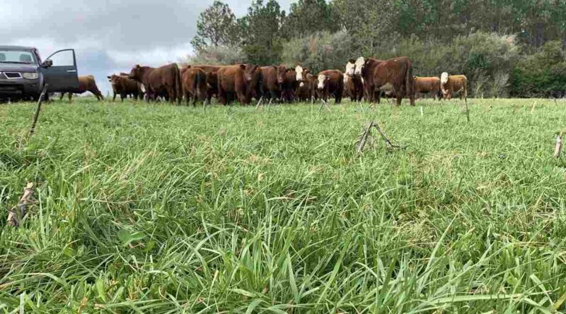 Festuca, Ganadería, Forraje