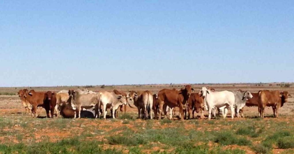 S. Kidman & Co., Ganadería, campo, historia