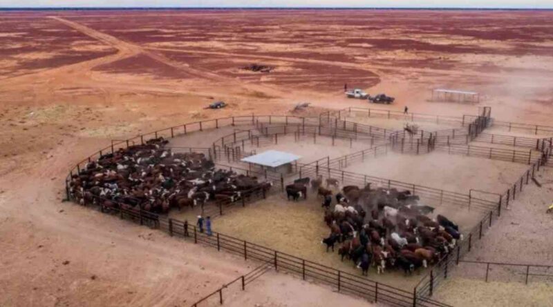 S. Kidman & Co., Ganadería, campo, historia