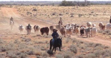 S. Kidman & Co., Ganadería, campo, historia