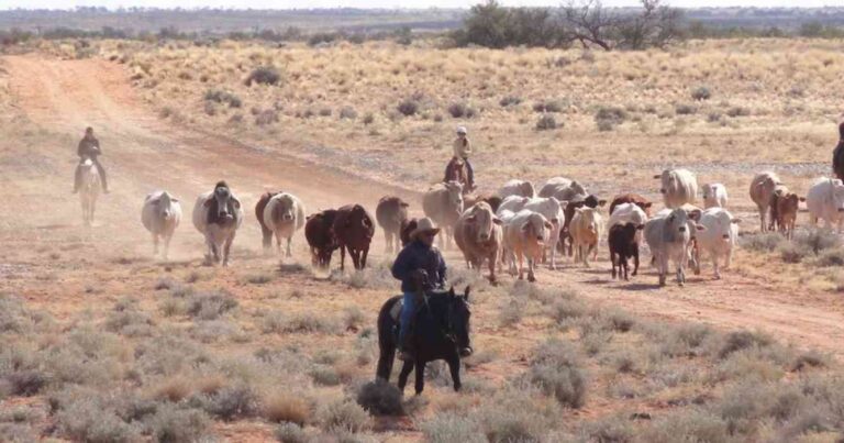 S. Kidman & Co., Ganadería, campo, historia