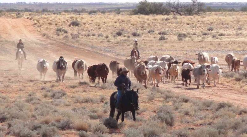 S. Kidman & Co., Ganadería, campo, historia