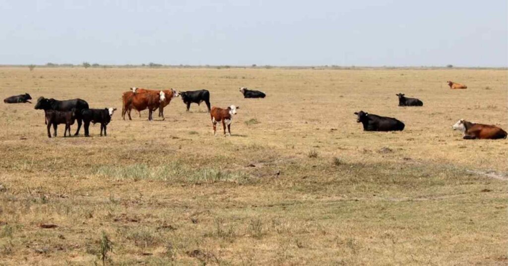 Ola de calor, verano 2025, ganadería, calor