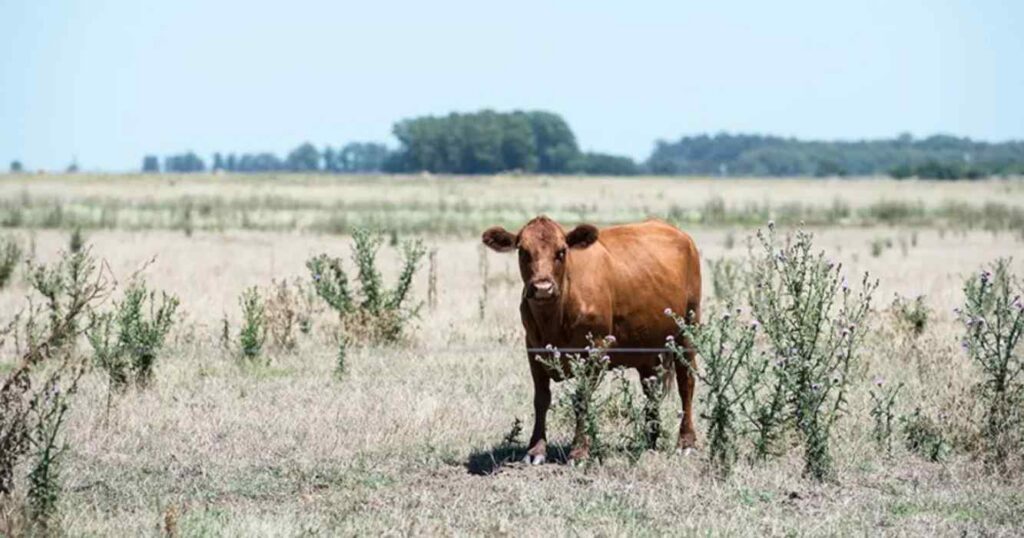 Ola de calor, verano 2025, ganadería, calor