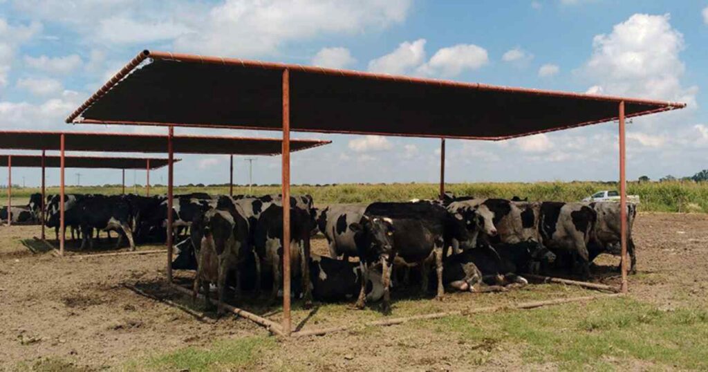 Ola de calor, verano 2025, ganadería, calor