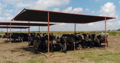 Ola de calor, verano 2025, ganadería, calor