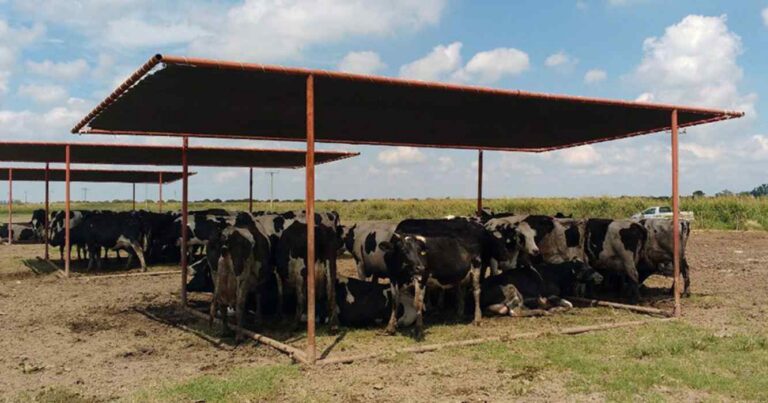 Ola de calor, verano 2025, ganadería, calor