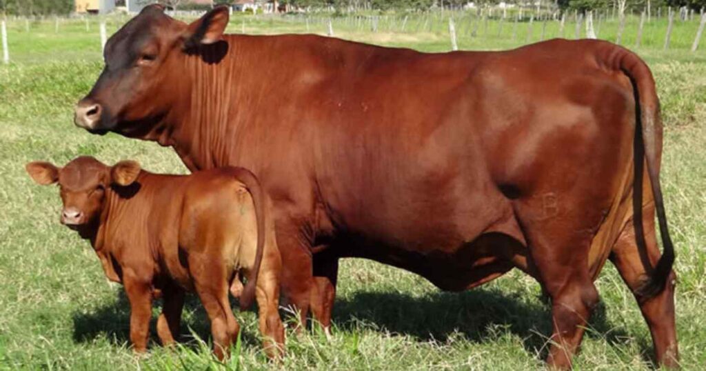 Ganadería, calor, razas