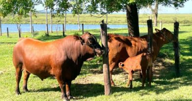 Ganadería, calor, razas