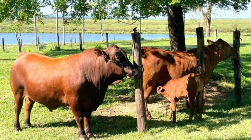 Ganadería, calor, razas