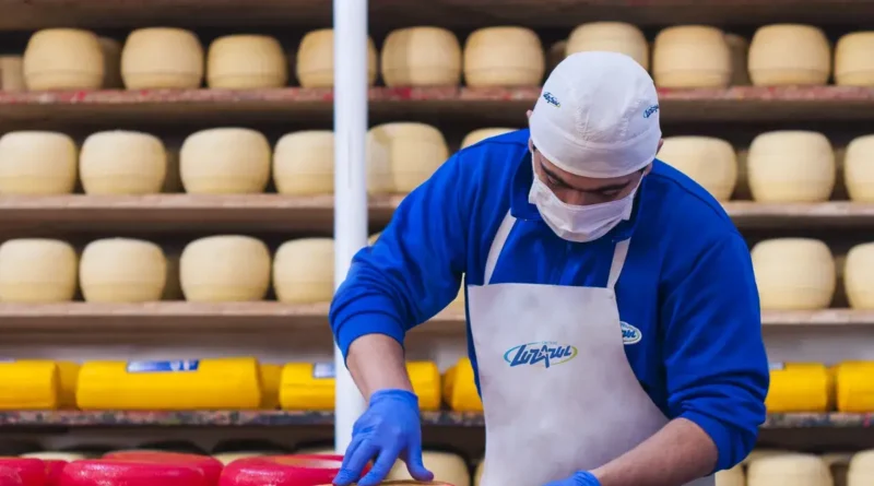 lácteos, quesos, queso