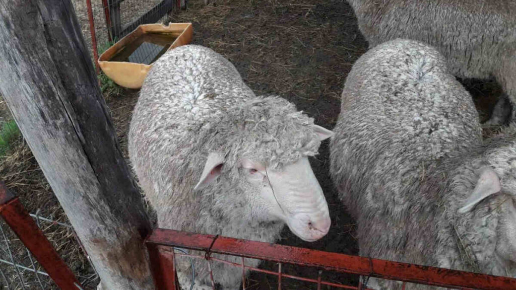 Merino Dohne, Raza Ovina, ovejas, Patagonia, ovinos