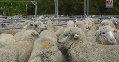 Merino Dohne, Raza Ovina, Patagonia, INTA, Ovejas