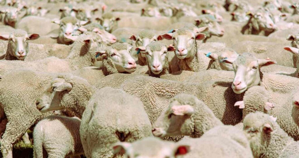 Merino Dohne, Ovejas, Raza ovina, ovinos