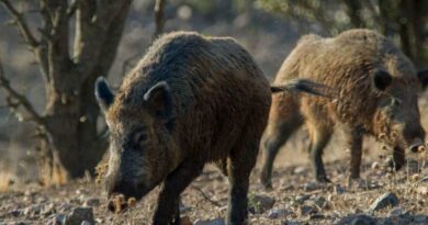 Peste Porcina Africana