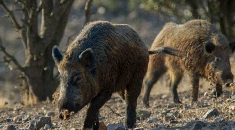 Peste Porcina Africana