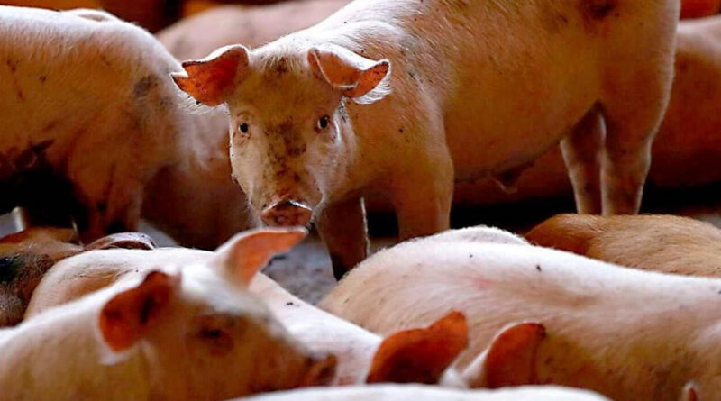 Peste Porcina, fiebre porcina