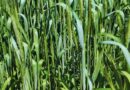 Triticale, forraje