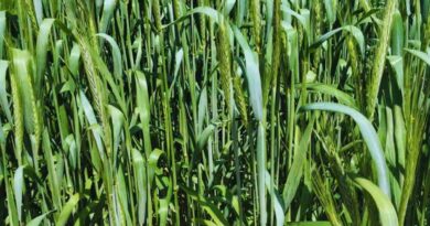 Triticale, forraje