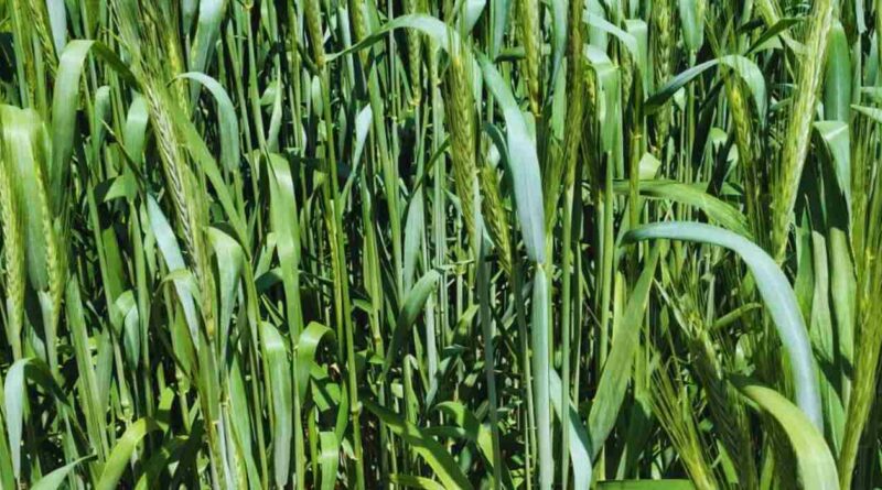 Triticale, forraje
