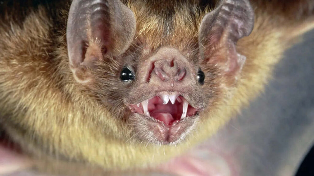 Vampiro Común