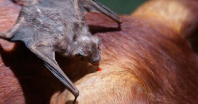 Vampiro Común, Ganadería