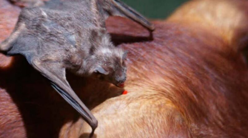 Vampiro Común, Ganadería