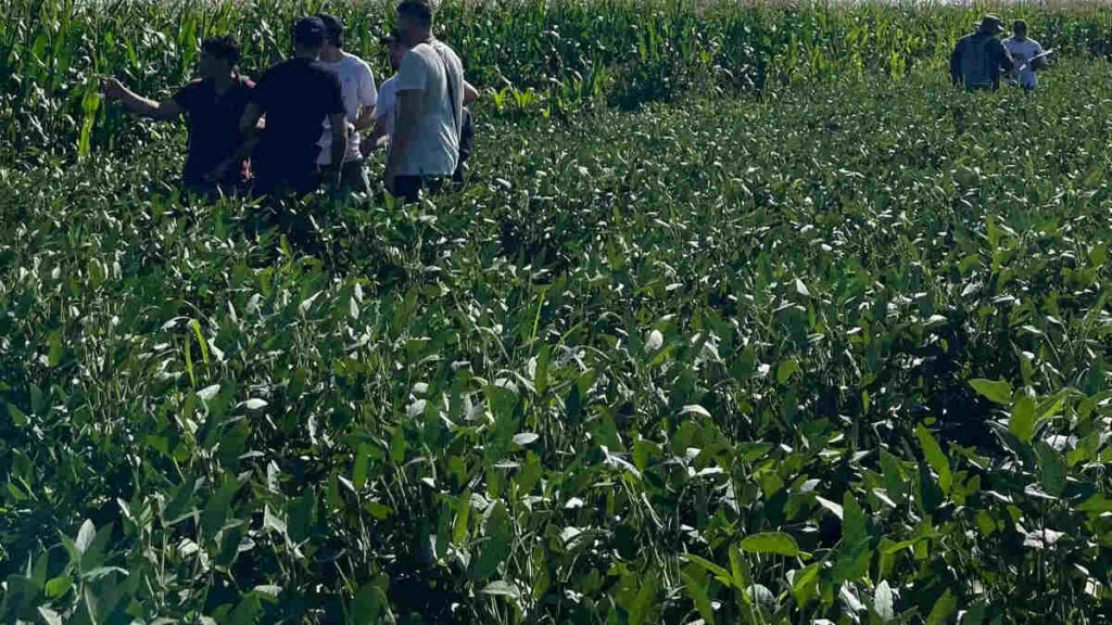 Venado Tuerto, campo