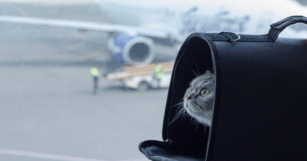 viajar, gato