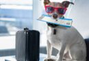 viajar, perro, mascotas