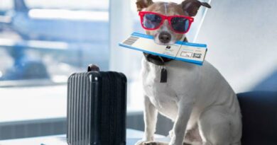 viajar, perro, mascotas