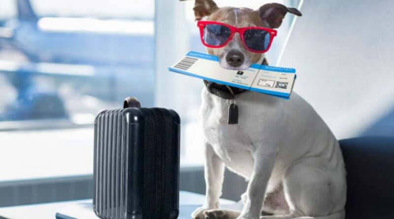 viajar, perro, mascotas