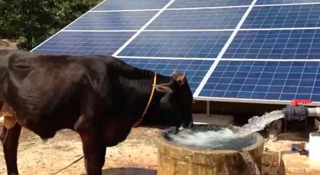 Ganadería, agua, bombas solares