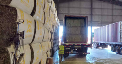 alfalfa, exportaciones