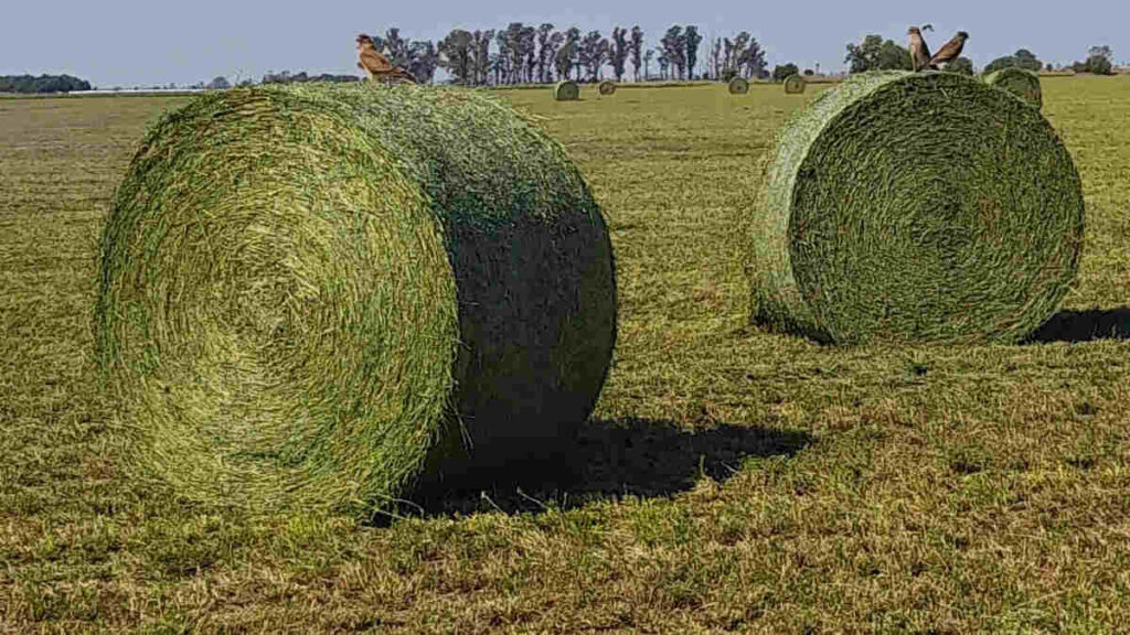 alfalfa, exportaciones