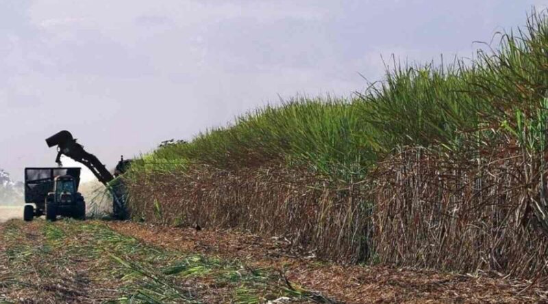 Caña de Azúcar