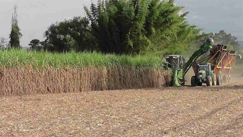 Caña de Azúcar