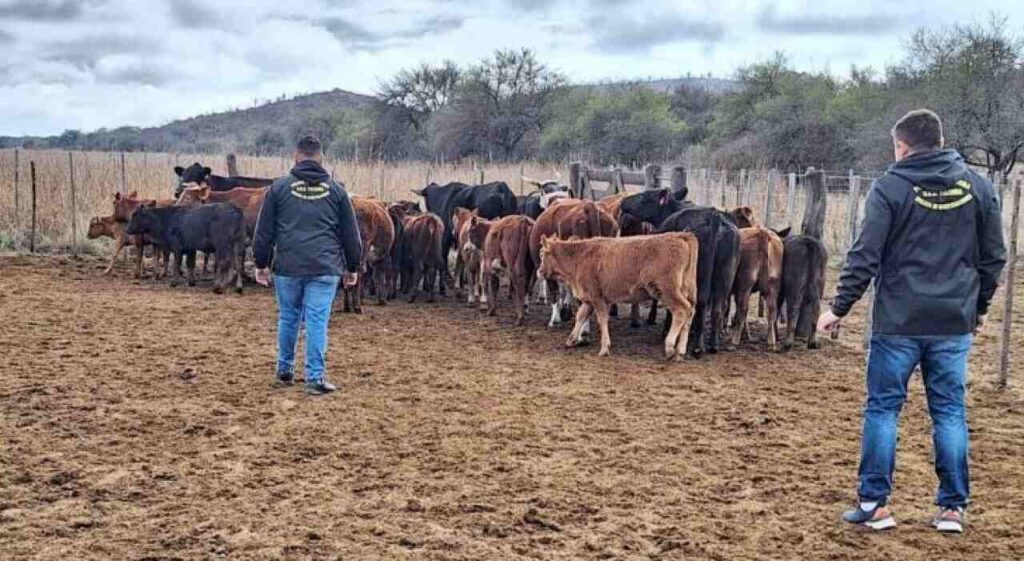 Córdoba, ganadería, abigeato, inseguridad