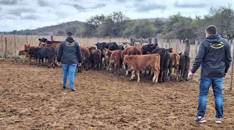 Córdoba, ganadería, abigeato, inseguridad