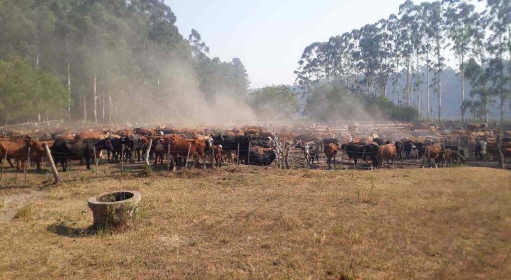 Corrientes, Ganadería