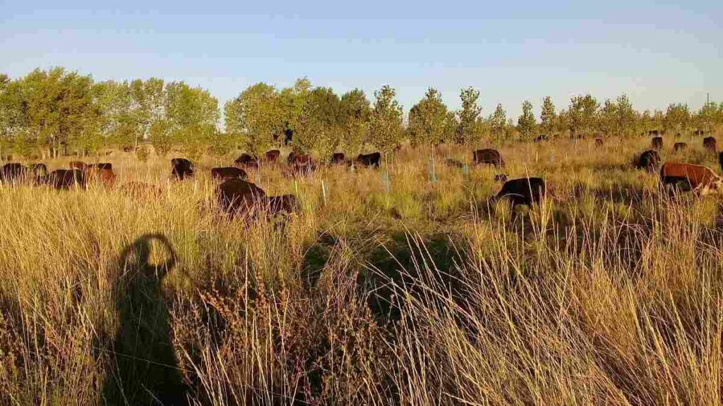 Forestación, ganadería
