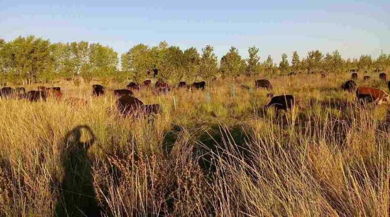 Forestación, ganadería