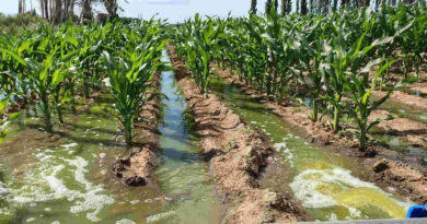 Forestación, agua, Río Negro