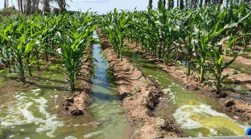 Forestación, agua, Río Negro