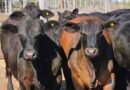 Ganadería, invernada, precios, carne, hacienda