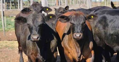 Ganadería, invernada, precios, carne, hacienda