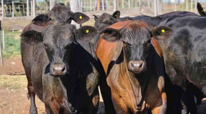 Ganadería, invernada, precios, carne, hacienda