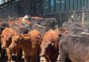 Ganadería, invernada, precios, carne, hacienda