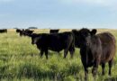 Ganadería, invernada, precios, carne, hacienda