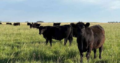 Ganadería, invernada, precios, carne, hacienda
